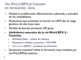 Via Wnt/LRP5/β-Catenin
en formación ósea
  Modula la proliferación, diferenciación, sobrevida y actividad
de los osteoblastos
  Mutaciones que aumentan la función en LRP5 dan el rasgo
genético de alta masa ósea
  Pérdida de función producen OP grave
  Inhibidores naturales de la vía Wnt/LRP5/ β -
Catenina:
  Dickkopf (Dkk) – células de mieloma
  Receptores solubles y proteínas – WIF, sFRP
  Sclerostina (SOST) – producto de osteocitos
  Serotonina intestinal inhibe la formación ósea mediada por
vía Wnt/LRP5/β-catenina
 