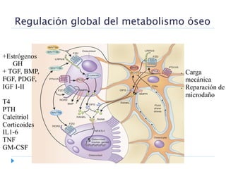 Regulación global del metabolismo óseo
•  Carga
mecánica
•  Reparación de
microdaño
+Estrógenos
GH
+ TGF, BMP,
FGF, PDGF,
IGF I-II
T4
PTH
Calcitriol
Corticoides
IL1-6
TNF
GM-CSF
 