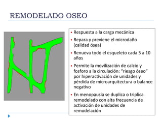 REMODELADO OSEO
  Respuesta	
  a	
  la	
  carga	
  mecánica	
  
  Repara	
  y	
  previene	
  el	
  microdaño	
  
(calidad	
  ósea)	
  
  Renueva	
  todo	
  el	
  esqueleto	
  cada	
  5	
  a	
  10	
  
años	
  
  Permite	
  la	
  movilización	
  de	
  calcio	
  y	
  
fosforo	
  a	
  la	
  circulación:	
  “riesgo	
  óseo”	
  
por	
  hiperacNvación	
  de	
  unidades	
  y	
  
pérdida	
  de	
  microarquitectura	
  o	
  balance	
  
negaNvo	
  
  En	
  menopausia	
  se	
  duplica	
  o	
  triplica	
  
remodelado	
  con	
  alta	
  frecuencia	
  de	
  
acNvación	
  de	
  unidades	
  de	
  
remodelación	
  
 