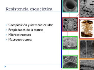 Resistencia esquelética
  Composición y actividad celular
  Propiedades de la matriz
  Microestructura
  Macroestructura
 