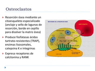 Osteoclastos
  Resorción	
  ósea	
  mediante	
  un	
  
citoesqueleto	
  especializado	
  
(anclaje	
  y	
  sello	
  de	
  lagunas	
  de	
  
resorción,	
  borde	
  en	
  cepillo	
  
para	
  disolver	
  la	
  matriz	
  ósea)	
  
  Produce	
  fosfatasas	
  ácidas	
  
tartrato-­‐resistentes	
  (TRAP),	
  
enzimas	
  lisosomales,	
  
catepsina	
  K	
  e	
  integrinas	
  
  Expresa	
  receptores	
  de	
  
calcitonina	
  y	
  RANK	
  
	
  
 