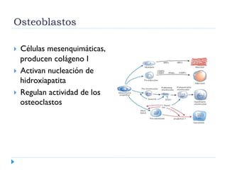 Osteoblastos
  Células mesenquimáticas,
producen colágeno I
  Activan nucleación de
hidroxiapatita
  Regulan actividad de los
osteoclastos
Origen de las células óseas
Dra Sonia Cerdas Pérez. 2013
 