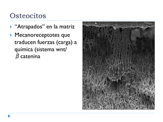 Osteocitos
  “Atrapados” en la matriz
  Mecanoreceptotes que
traducen fuerzas (carga) a
química (sistema wnt/
βcatenina
 