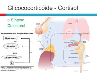 Glicococorticóide - Cortisol
 Síntese
Colesterol
 