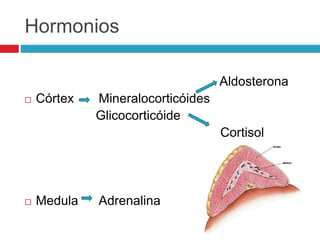 Hormonios
Aldosterona
 Córtex Mineralocorticóides
Glicocorticóide
Cortisol
 Medula Adrenalina
 