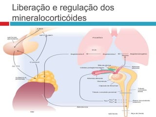 Liberação e regulação dos
mineralocorticóides
 