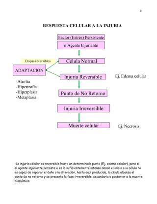 11




                    RESPUESTA CELULAR A LA INJURIA

                               Factor (Estrés) Persistente
                                   o Agente Injuriante


       Etapas reversibles            Célula Normal
ADAPTACION
                                   Injuria Reversible                   Ej. Edema celular
 -Atrofia
 -Hipertrofia
 -Hiperplasia                    Punto de No Retorno
 -Metaplasia

                                   Injuria Irreversible


                                      Muerte celular                      Ej. Necrosis




-La injuria celular es reversible hasta un determinado punto (Ej. edema celular), pero si
el agente injuriante persiste o es lo suficientemente intenso desde el inicio o la célula no
es capaz de reparar el daño o la alteración, hasta aquí producida, la célula alcanza el
punto de no retorno y se presenta la fase irreversible, secundaria o posterior a la muerte
bioquímica.
 