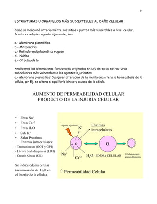 14



ESTRUCTURAS U ORGANELOS MÁS SUSCEPTIBLES AL DAÑO CELULAR

Como se mencionó anteriormente, los sitios o puntos más vulnerables a nivel celular,
frente a cualquier agente injuriante, son:

a.- Membrana plasmática
b.- Mitocondria
c.- Retículo endoplasmático rugoso
d.- Núcleo
e.- Citoesqueleto

Analicemos las alteraciones funcionales originadas en c/u de estas estructuras
subcelulares más vulnerables a los agentes injuriantes.
a.- Membrana plasmática: Cualquier alteración de la membrana altera la homeostasis de la
célula, por Ej. se altera el equilibrio iónico y acuoso de la célula.



             AUMENTO DE PERMEABILIDAD CELULAR
               PRODUCTO DE LA INJURIA CELULAR


•   Entra Na+
•   Entra Ca+2
                                 Agente injuriante          Enzimas
•   Entra H2O                                        K+
                                                            intracelulares
•   Sale K+
•   Salen Proteínas
    Enzimas intracelulares:                    o
- Transaminasas (GOT y GPT)
                                                                     O
- Láctico deshidrogenasa (LDH)
- Creatín Kinasa (CK)            Na+                      H2O   EDEMA CELULAR
                                                                                Célula injuriada
                                               Ca+2                             irreversiblemente


Se induce edema celular
(acumulación de H2O en
                                 ⇑ Permeabilidad Celular
el interior de la célula).
 
