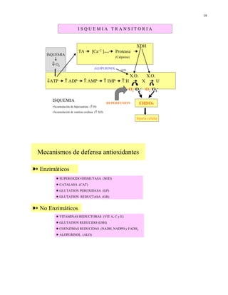 19


                          ISQUEMIA TRANSITORIA


                                                                XDH
                          TA ¥      [Ca+2   ]citosol¥ Proteasa ¥
    ISQUEMIA
                                                    (Calpaína)
        ↓
       ⇓ O2
                                      ALOPURINOL       inhibe

                                       X.O. X.O.
     ⇓ATP ¥ ⇑ ADP ¥ ⇑ AMP ¥ ⇑ IMP ¥ ⇑ H ¥ X ¥ U
                                                                O2 O2- O2 O2-

       ISQUEMIA
                                                REPERFUSION         ERDOs
       •Acumulación de hipoxantina (⇑ H)
       •Acumulación de xantina oxidasa (⇑ XO)

                                                                   Injuria celular




 Mecanismos de defensa antioxidantes

º Enzimáticos
         P SUPEROXIDO DISMUTASA (SOD)
         P CATALASA (CAT)
         P GLUTATION PEROXIDASA (GP)
         P GLUTATION REDUCTASA (GR)


º No Enzimáticos
         P VITAMINAS REDUCTORAS (VIT A, C y E)
         P GLUTATION REDUCIDO (GSH)
         P COENZIMAS REDUCIDAS (NADH, NADPH y FADH2
         P ALOPURINOL (ALO)
 