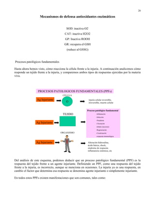 20

                    Mecanismos de defensa antioxidantes enzimáticos


                                          SOD: inactiva O2-
                                         CAT: inactiva H2O2
                                         GP: Inactiva ROOH
                                        GR: recupera el GSH
                                          (reduce al GSSG)



Procesos patológicos fundamentales

Hasta ahora hemos visto, cómo reacciona la célula frente a la injuria. A continuación analicemos cómo
responde un tejido frente a la injuria, y comparemos ambos tipos de respuestas ejercidas por la materia
viva.




                   PROCESOS PATOLOGICOS FUNDAMENTALES (PPFs)
                                       CELULA
                  Ag Injuriante                              injuria celular reversible,
                                          O                  irreversible, muerte celular


                                                           Proceso patológico fundamental
                                       TEJIDO                        -Inflamación
                                                                     -Infección
                                                                     -Neoplasia
                 Ag Injuriante                                       -Ulceración
                                                                     -Infarto (necrosis)
                                                                     -Regeneración
                                     ORGANISMO                       -Cicatrización
                                                                     -respuesta inmunológica


                 Ag Injuriante                             Alteración hidrosalina,
                                                           ácido básica, shock,
                                                           síndrome de respuesta
                                                           inflamatoria sistémica, etc



Del análisis de este esquema, podemos deducir que un proceso patológico fundamental (PPF) es la
respuesta del tejido frente a un agente injuriante. Definiendo un PPF, como una respuesta del tejido
frente a la injuria, es incorrecto, aunque se menciona en ocasiones. La injuria ya es una respuesta, en
cambio el factor que determina esa respuesta se denomina agente injuriante o simplemente injuriante.

En todos estos PPFs existen manifestaciones que son comunes, tales como:
 