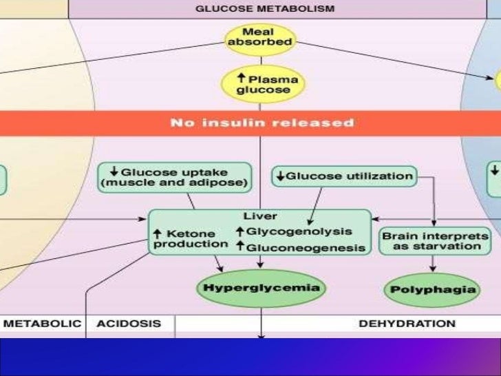 Fisiopatologia de la cetoacidosis diabetica Fisiopatologia de la cetoacidosis diabetica