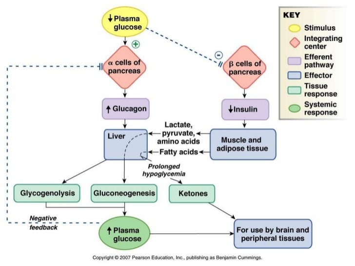Fisiopatologia de la cetoacidosis diabetica Fisiopatologia de la cetoacidosis diabetica