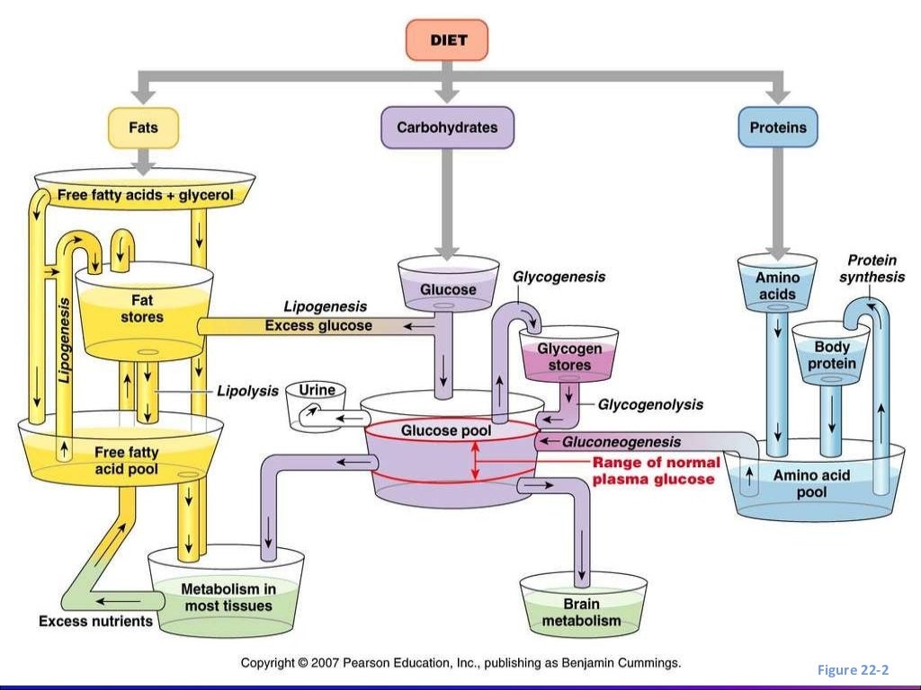 Fisiopatologia de la cetoacidosis diabetica Fisiopatologia de la cetoacidosis diabetica