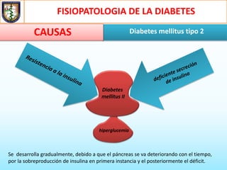FISIOPATOLOGIA DE LA DIABETES
Diabetes mellitus tipo 2CAUSAS
Diabetes
mellitus II
hiperglucemia
Se desarrolla gradualmente, debido a que el páncreas se va deteriorando con el tiempo,
por la sobreproducción de insulina en primera instancia y el posteriormente el déficit.
 