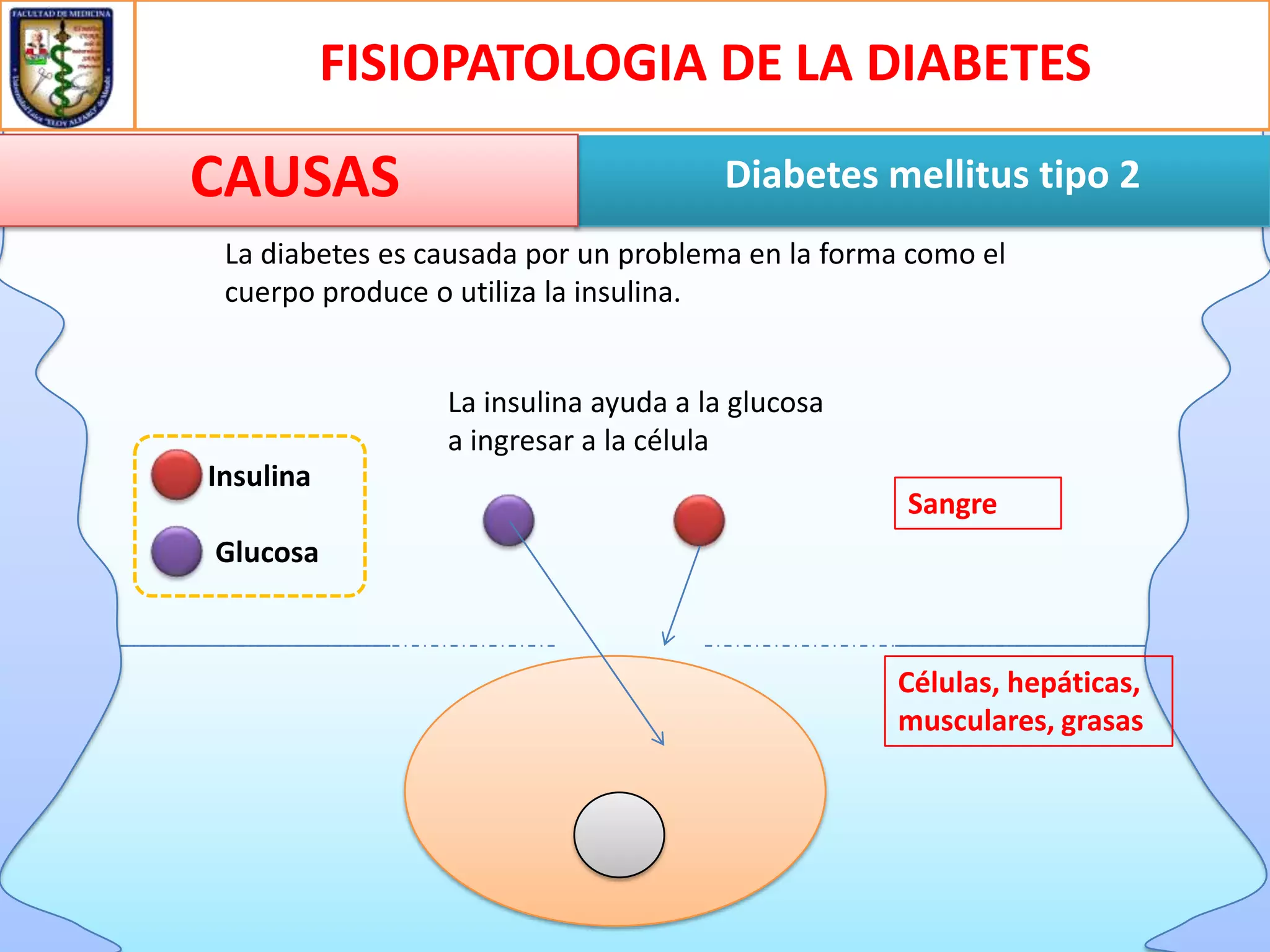 FISIOPATOLOGIA DE LA DIABETES

CAUSAS

Diabetes mellitus tipo 2

La diabetes es causada por un problema en la forma como el
cuerpo produce o utiliza la insulina.
La insulina ayuda a la glucosa
a ingresar a la célula
Insulina

Sangre

Glucosa

Células, hepáticas,
musculares, grasas

 