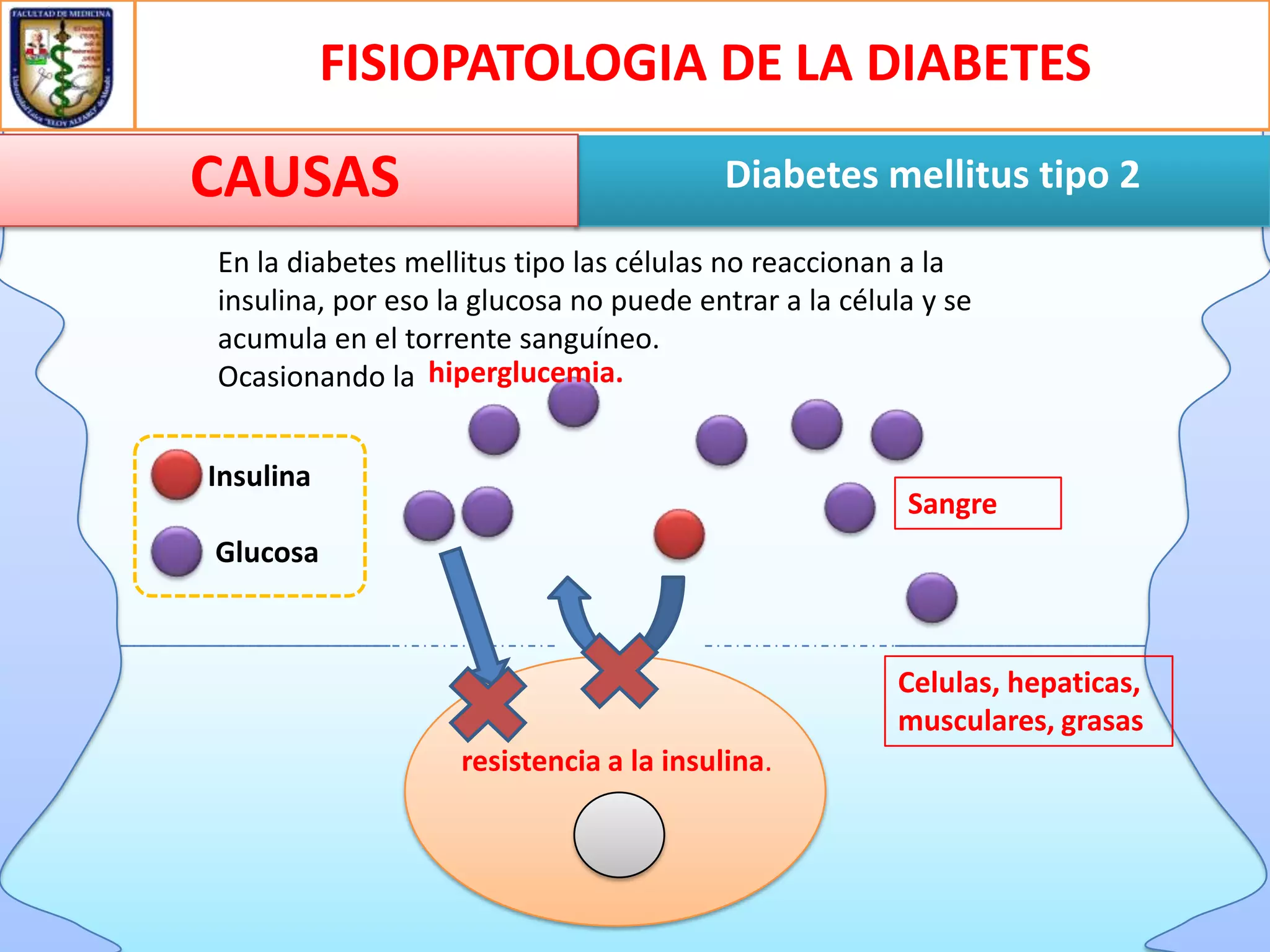 FISIOPATOLOGIA DE LA DIABETES

CAUSAS

Diabetes mellitus tipo 2

En la diabetes mellitus tipo las células no reaccionan a la
insulina, por eso la glucosa no puede entrar a la célula y se
acumula en el torrente sanguíneo.
Ocasionando la hiperglucemia.
Insulina

Sangre

Glucosa

Celulas, hepaticas,
musculares, grasas

resistencia a la insulina.

 