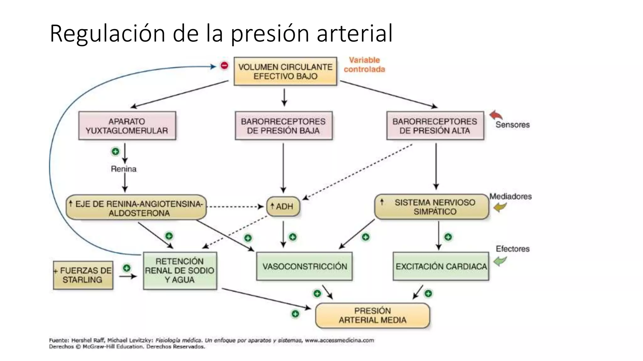 Fisiopatologia de la hipertension arterial by MD.Carlos Erostegui ...
