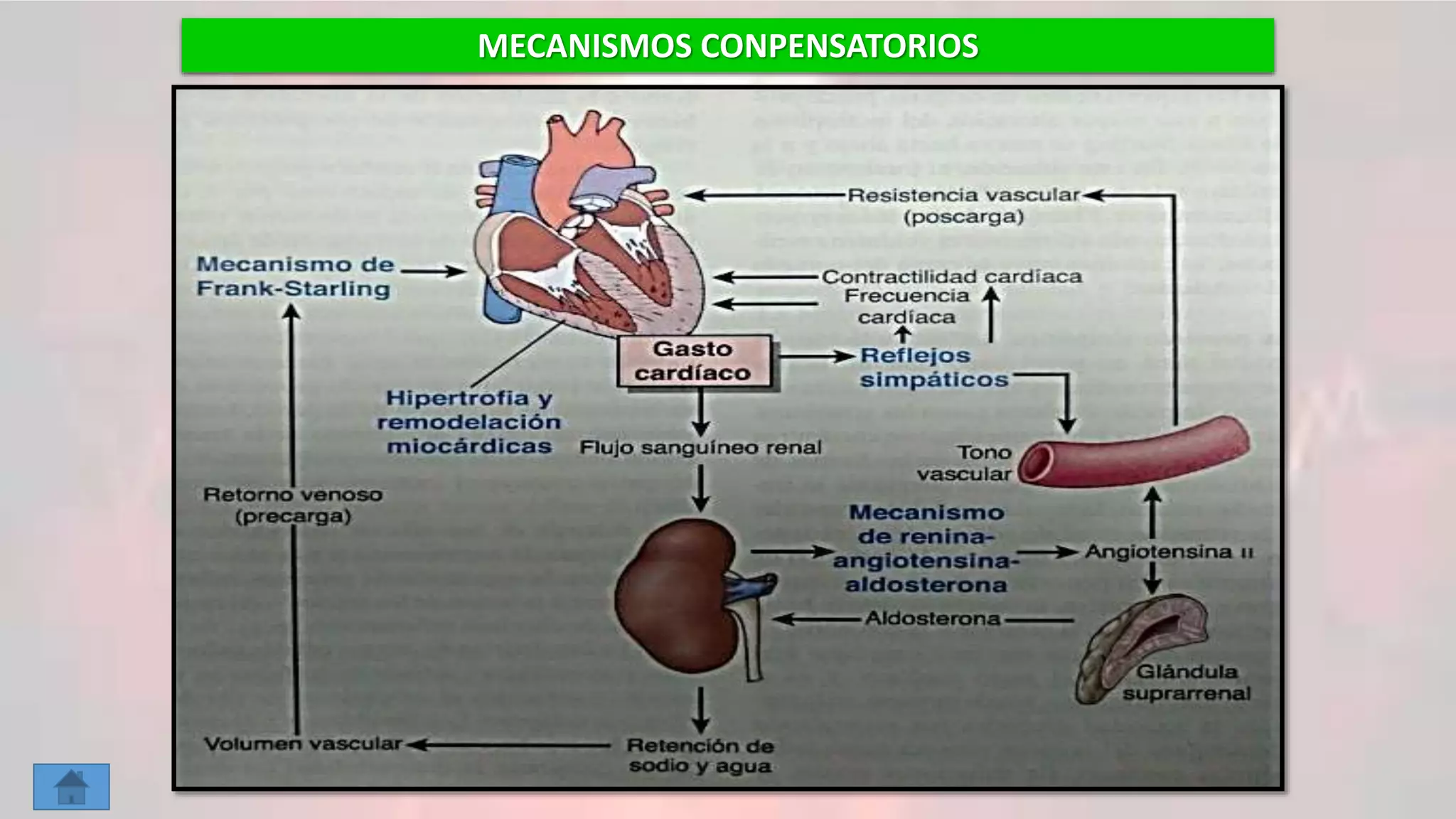 Fisiopatologia de la insuficiencia cardiaca | PPTX