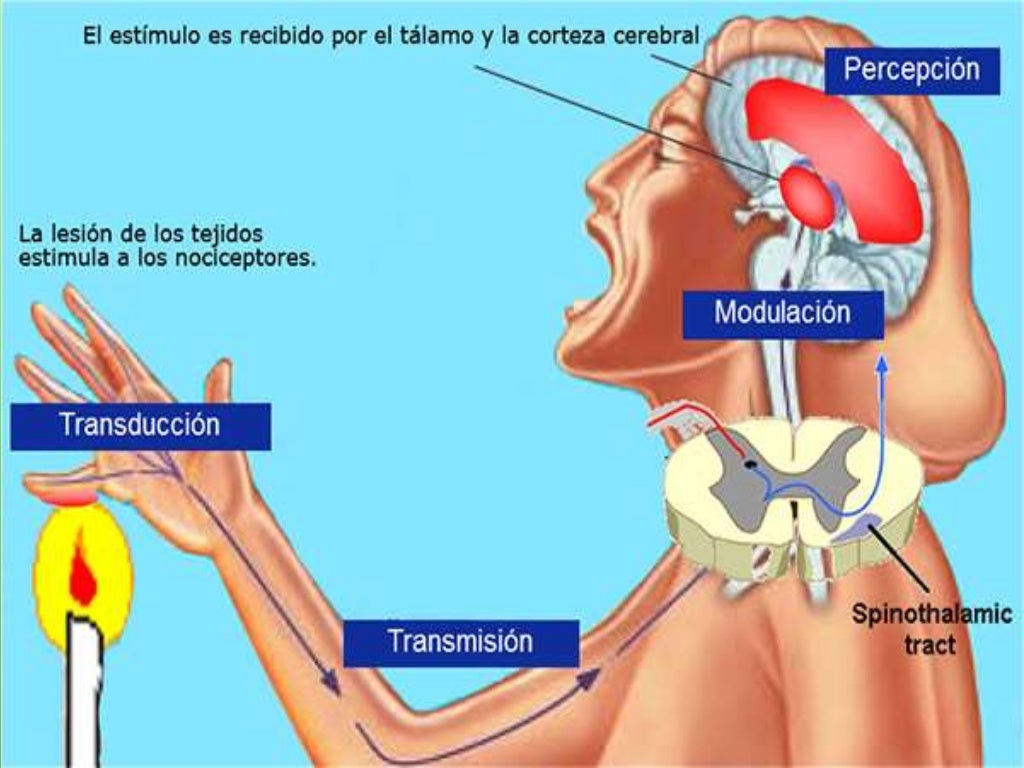 Fisiopatologia del dolor Fisiopatologia del dolor