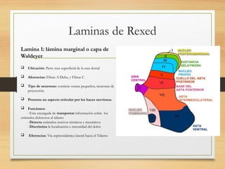 Rexed Fisiopatología del Dolor: Mecanismos y Laminas de Rexed | PPTX