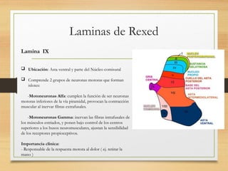 Rexed Laminae Function Fisiopatología del Dolor: Mecanismos y Laminas de Rexed | PPTX