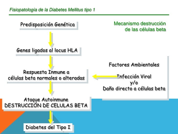 Fisiopatologia Diabetes Mellitus Tipo I Fisiopatologia Diabetes Mellitus Tipo I