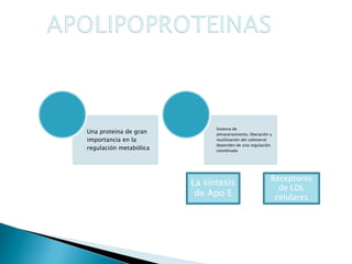 Lípidos sustancias no polares hidrófobasZona hidrófoba Zona hidrofilicaPrincipalmente transportan triglicéridos y colesterol