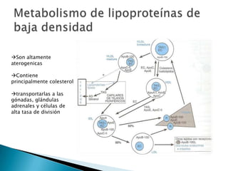 Enterocitos: formación del QMMetabolismo de los quilomicrones 