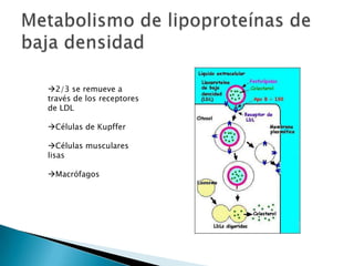 METABOLISMO DE VLDL1Formación de apoproteinas (principalmente B100 ) en RER  HEPATOCITOSEnsamblaje de las partículas de VLDL en Aparato de golgi a partir de las proteínas sintetizadas en RER y Lípidos en REL2Formación de Vesículas con partículas de VLDL nacientes en el Aparato de Golgi3Migración de vesículas a la membrana del hepatocito y liberación  por exocitosis del contenido vesicular hacia circulación sistémica4