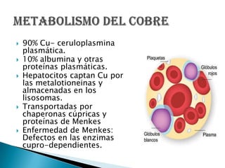 Células musculares lisas