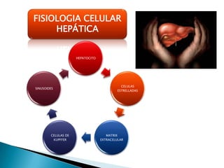 Fisiopatologia hepatica