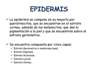 EPIDERMIS 
 La epidermis se compone en su mayoría por 
queratinocitos, que se encuentran en el estrato 
corneo, además de los melanocitos, que dan la 
pigmentación a la piel y que se encuentran sobre el 
estrato germinativo. 
 Se encuentra compuesta por cinco capas: 
 Estrato Germinativo o membrana basal. 
 Estrato Espinoso. 
 Estrato Granuloso. 
 Estrato Lúcido. 
 Estrato Córneo. 
 