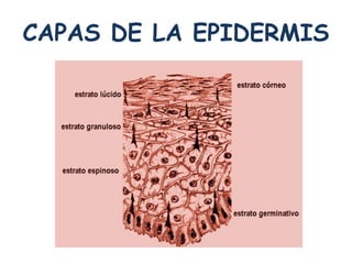 CAPAS DE LA EPIDERMIS 
 