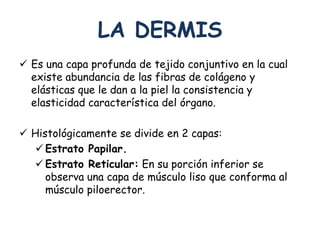 LA DERMIS 
 Es una capa profunda de tejido conjuntivo en la cual 
existe abundancia de las fibras de colágeno y 
elásticas que le dan a la piel la consistencia y 
elasticidad característica del órgano. 
 Histológicamente se divide en 2 capas: 
 Estrato Papilar. 
 Estrato Reticular: En su porción inferior se 
observa una capa de músculo liso que conforma al 
músculo piloerector. 
 