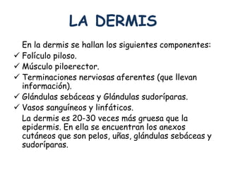 LA DERMIS 
En la dermis se hallan los siguientes componentes: 
 Folículo piloso. 
 Músculo piloerector. 
 Terminaciones nerviosas aferentes (que llevan 
información). 
 Glándulas sebáceas y Glándulas sudoríparas. 
 Vasos sanguíneos y linfáticos. 
La dermis es 20-30 veces más gruesa que la 
epidermis. En ella se encuentran los anexos 
cutáneos que son pelos, uñas, glándulas sebáceas y 
sudoríparas. 
 
