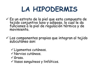 LA HIPODERMIS 
 Es un estrato de la piel que esta compuesto de 
tejido conjuntivo laxo y adiposo, lo cual le da 
funciones a la piel de regulación térmica y de 
movimiento. 
 Los componentes propios que integran al tejido 
subcutáneo son: 
 Ligamentos cutáneos. 
 Nervios cutáneos. 
 Grasa. 
 Vasos sanguíneos y linfáticos. 
 