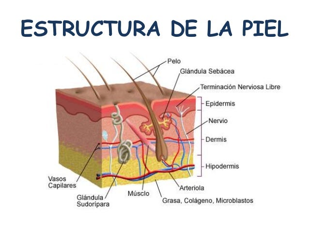 Que blanquear las manchas de pigmento sobre el cuello