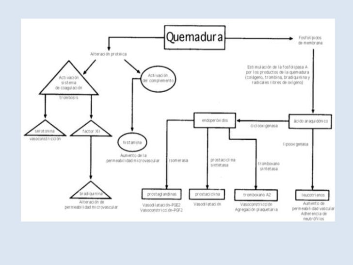 Fisiopatologia quemaduras