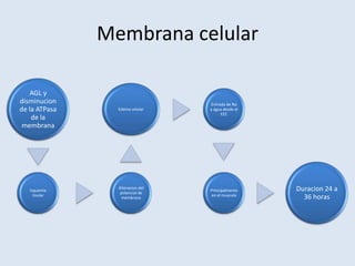 Membrana celular

    AGL y
disminucion                        Entrada de Na
de la ATPasa     Edema celular    y agua desde el
                                        EEC
    de la
 membrana




   Isquemia
                 Alteracion del
                  potencial de
                                  Principalmente    Duracion 24 a
     tisular                       en el musculo
                   membrana                           36 horas
 