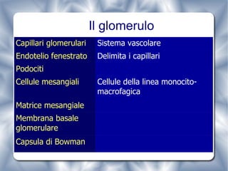 Il glomerulo Capsula di Bowman Cellule della linea monocito-macrofagica Cellule mesangiali Matrice mesangiale Membrana basale glomerulare Podociti Delimita i capillari Endotelio fenestrato Sistema vascolare Capillari glomerulari 