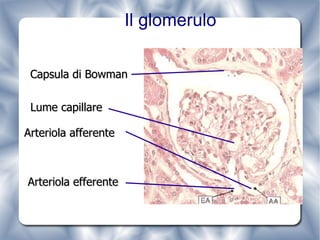 Il glomerulo Lume capillare Capsula di Bowman Arteriola afferente Arteriola efferente 