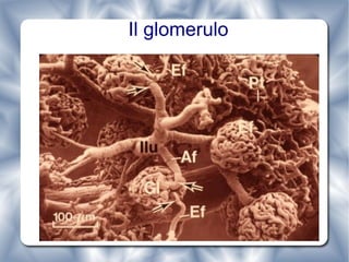 Il glomerulo 