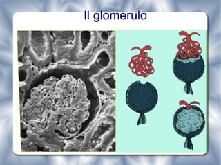 Il glomerulo 