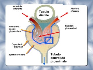 Tubulo distale Spazio urinifero Tubulo convoluto prossimale Membrana Basale glomerulare Arteriola  afferente Arteriola  efferente Capsula di  Bowman Capillari glomerulari 