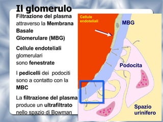 Filtrazione del plasma  attraverso la  Membrana Basale  Glomerulare (MBG) Cellule endoteliali glomerulari sono  fenestrate I  pedicelli  dei  podociti sono a contatto con la  MBC La  filtrazione del plasma  produce un  ultrafiltrato  nello spazio di Bowman MBG Podocita Spazio  urinifero Il glomerulo Cellule  endoteliali 