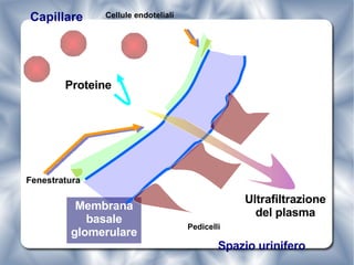 Membrana  basale  glomerulare Fenestratura Proteine Ultrafiltrazione del plasma Capillare Spazio urinifero Cellule endoteliali Pedicelli 