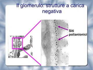 Il glomerulo: strutture a carica negativa Siti  polianionici 
