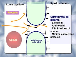 Cellule Ultrafiltrato del plasma : Elettroliti  Aminoacidi Eliminazione di scorie Minima escrezione proteica Lume capillare Proteine Spazio urinifero Ipotetico poro nella MBG 
