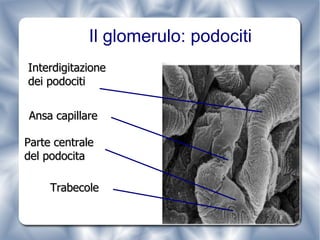 Il glomerulo: podociti Trabecole Interdigitazione  dei podociti Ansa capillare Parte centrale  del podocita 