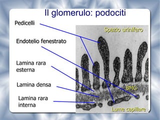 Il glomerulo: podociti Spazio urinifero Lume capillare BMG Pedicelli Endotelio fenestrato Lamina rara  esterna Lamina rara  interna Lamina densa  